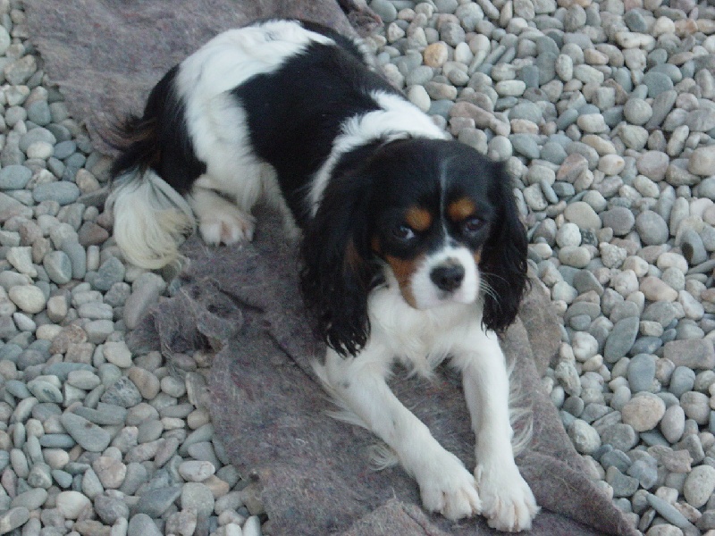 Bambou Des fripouilles du moulin