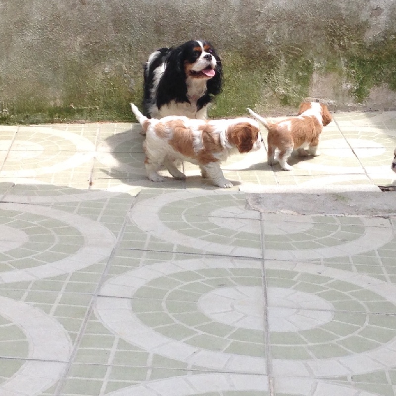 Des fripouilles du moulin - Cavalier King Charles Spaniel - Portée née le 04/06/2016